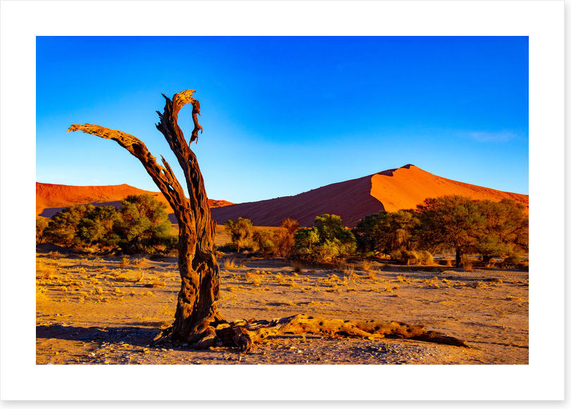 Desert