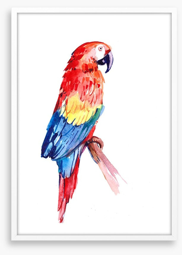 Paradise parrot perch