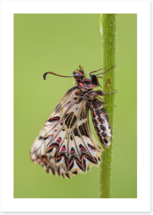 Insects