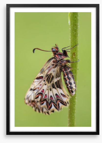 Insects