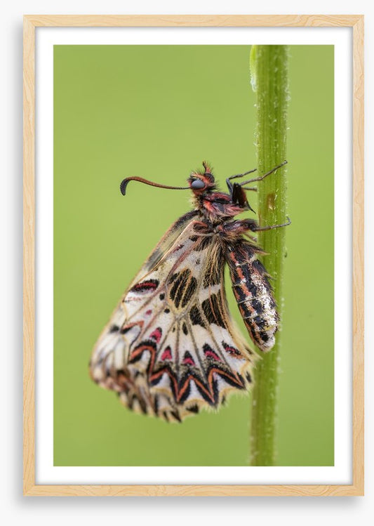 Insects
