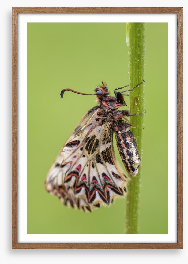 Insects