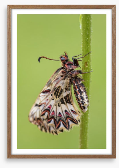 Insects