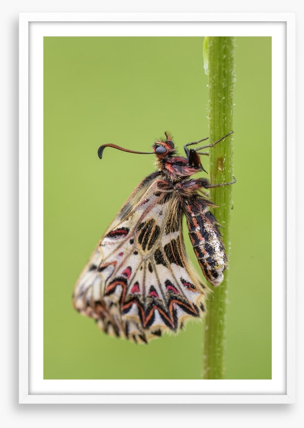 Insects