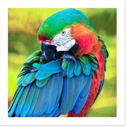 Pretty Polly