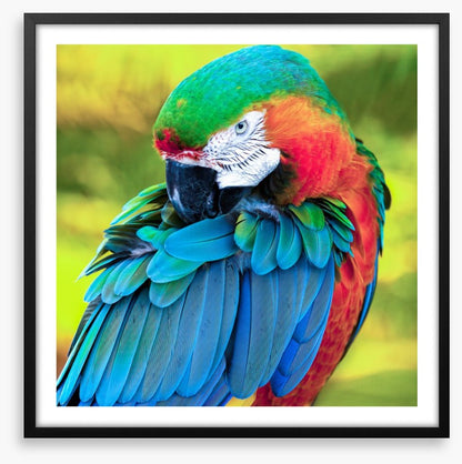 Pretty Polly