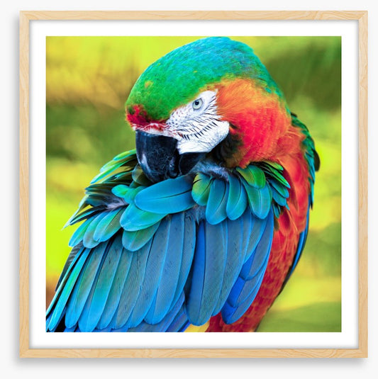 Pretty Polly