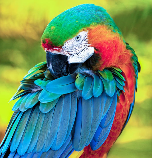 Pretty Polly