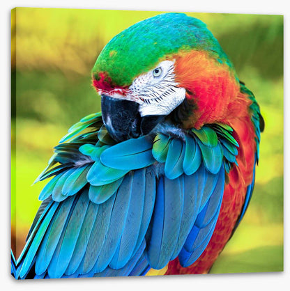 Pretty Polly