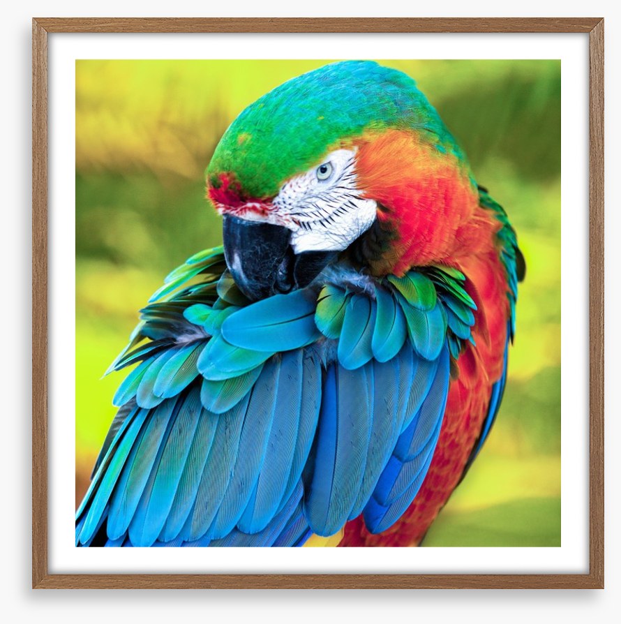 Pretty Polly