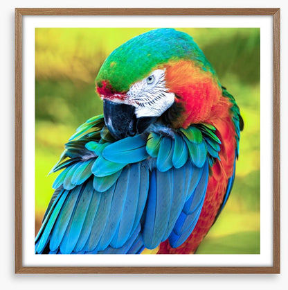 Pretty Polly