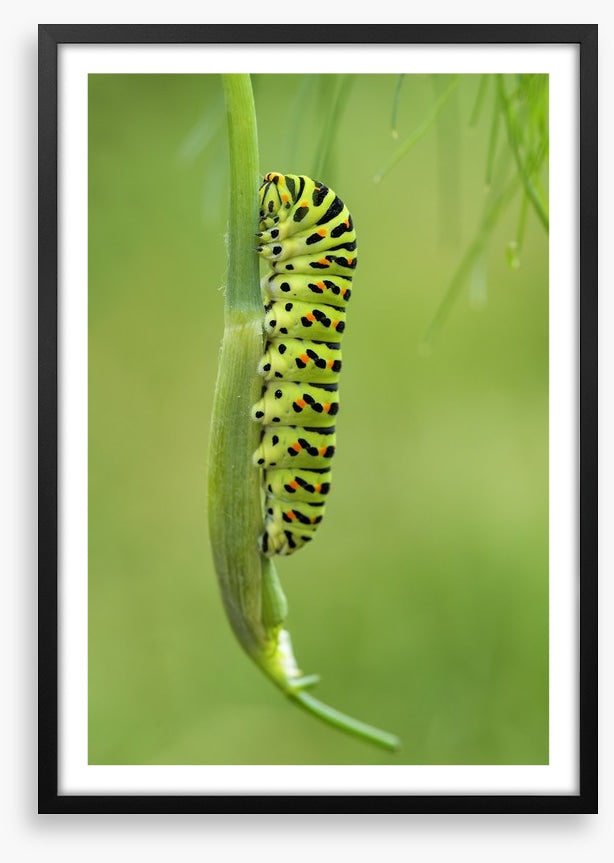 Caterpillar camouflage