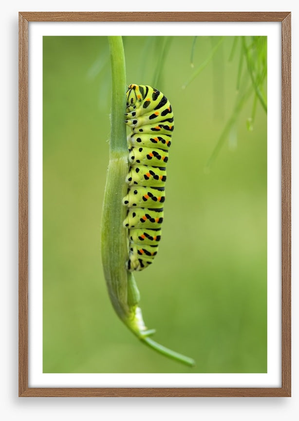 Caterpillar camouflage