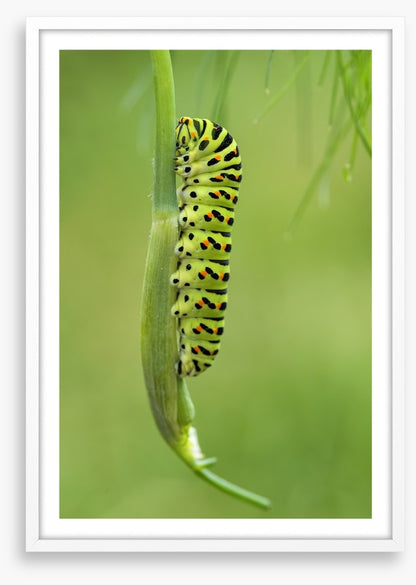 Caterpillar camouflage
