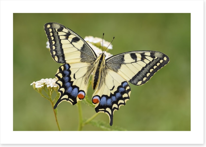 Insects