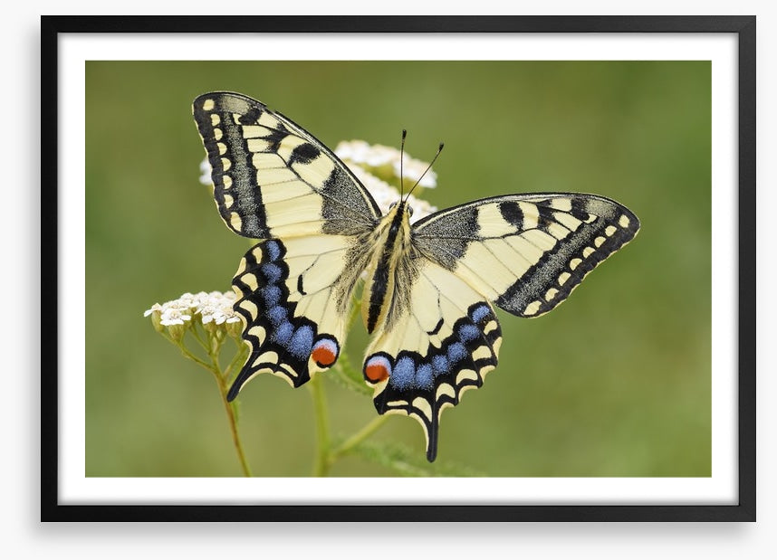 Insects