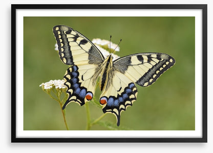 Insects
