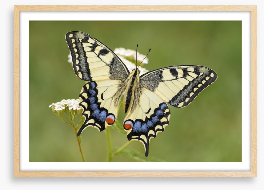 Insects