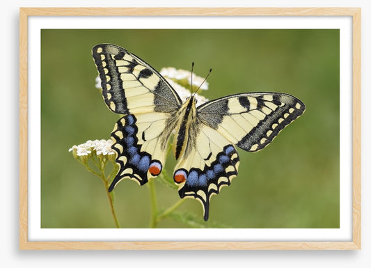 Insects