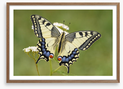 Insects