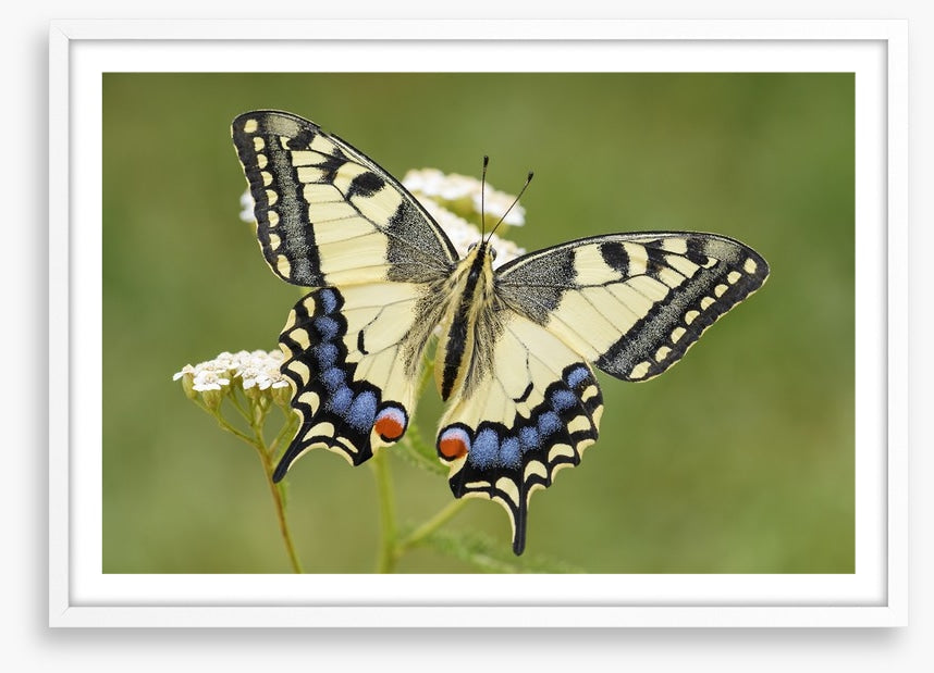 Insects