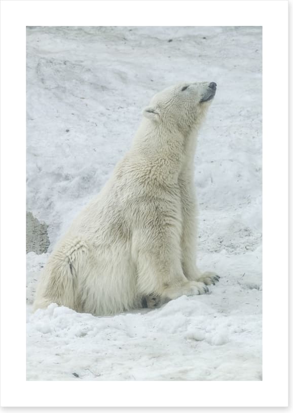 Polar bear stretch