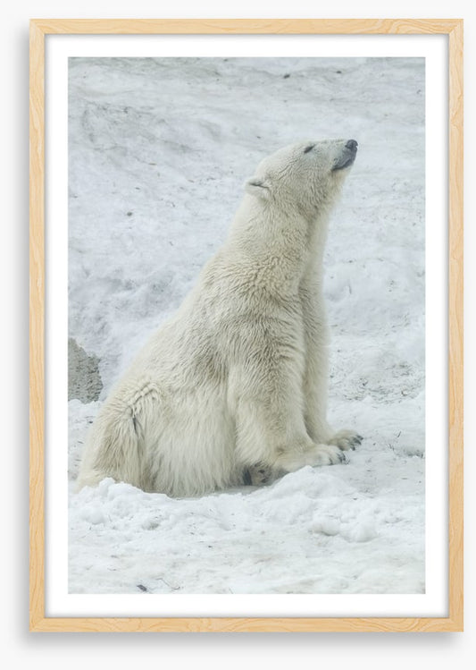 Polar bear stretch