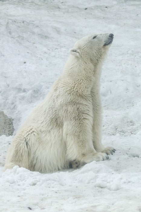 Polar bear stretch