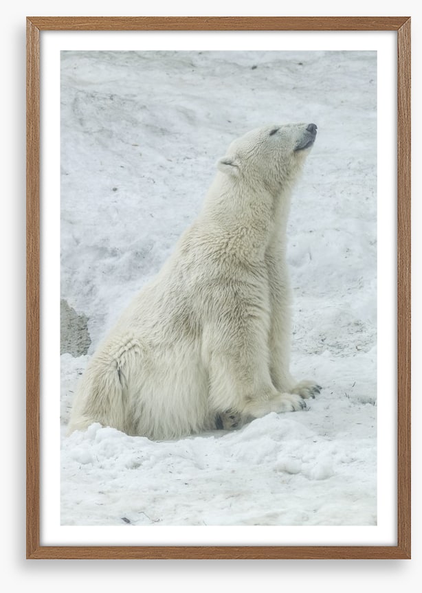 Polar bear stretch