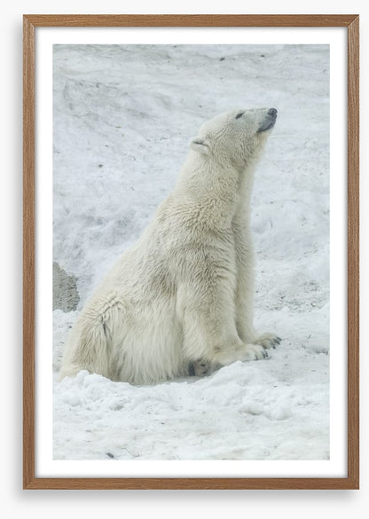 Polar bear stretch
