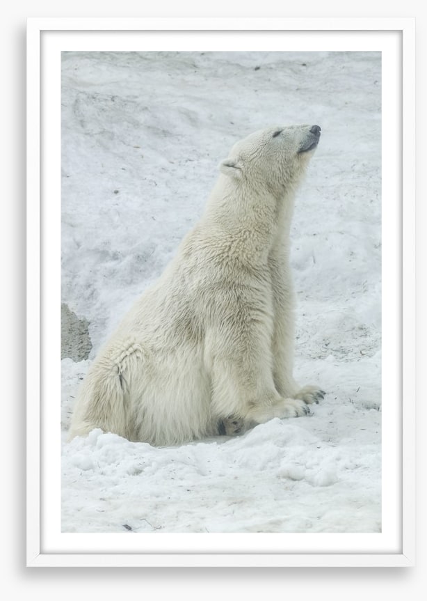 Polar bear stretch