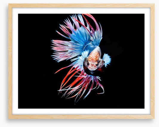 Fish / Aquatic