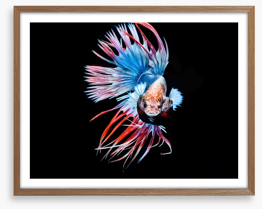 Fish / Aquatic