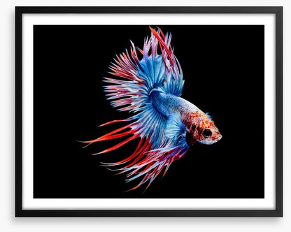 Fish / Aquatic