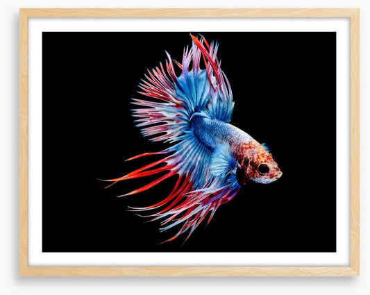 Fish / Aquatic