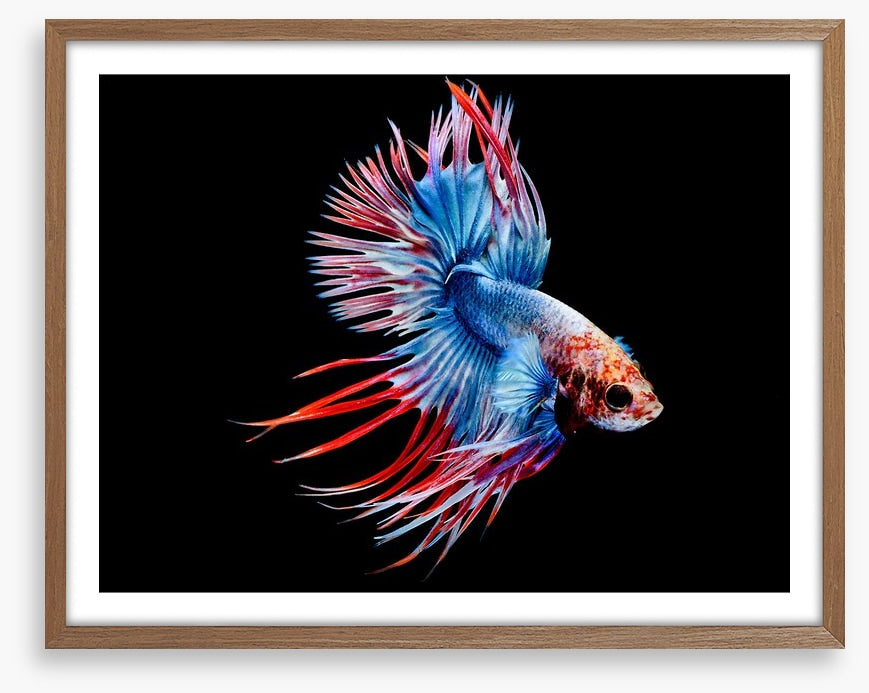 Fish / Aquatic