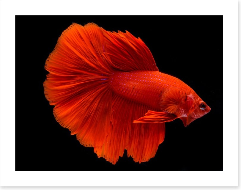 Fighting fins