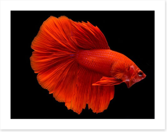 Fighting fins