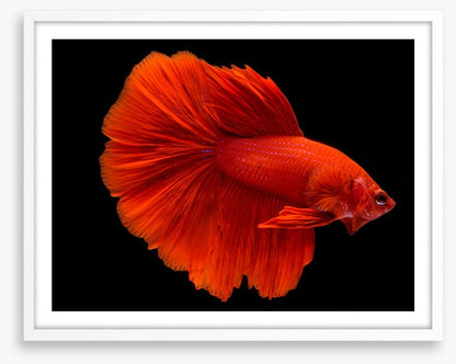 Fighting fins