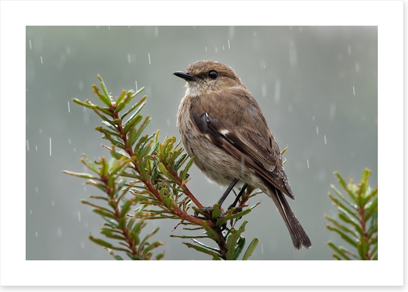 Dusky robin rain