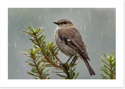 Dusky robin rain