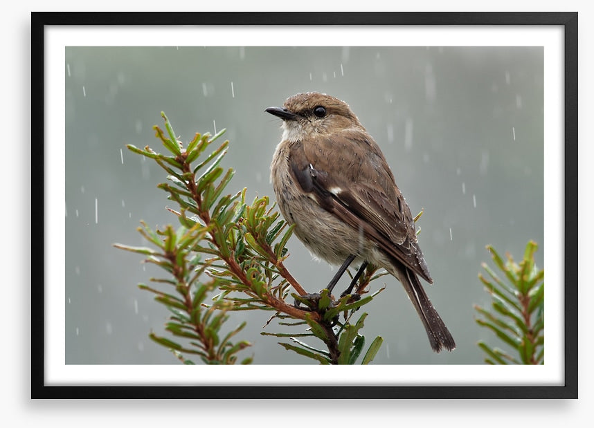 Dusky robin rain
