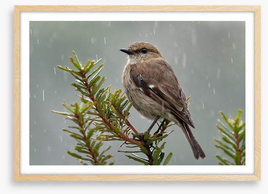 Dusky robin rain