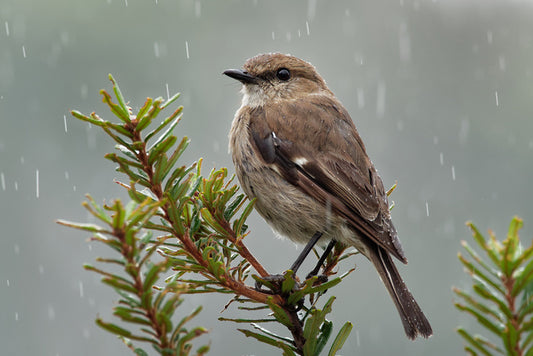 Dusky robin rain
