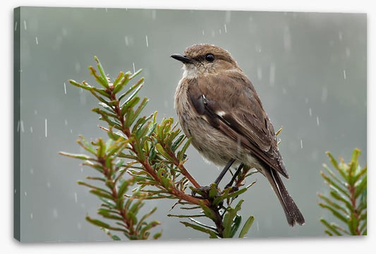 Dusky robin rain