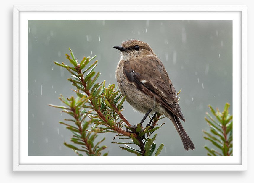 Dusky robin rain