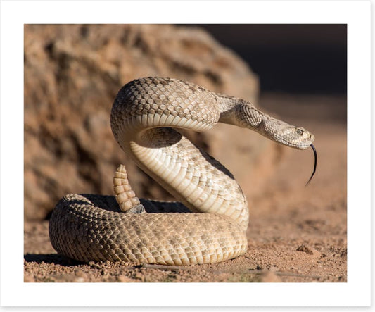 Reptiles / Amphibian