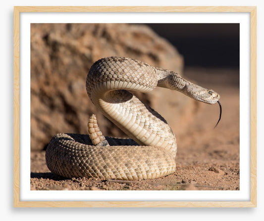 Reptiles / Amphibian