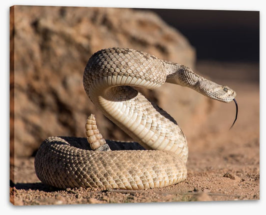 Reptiles / Amphibian