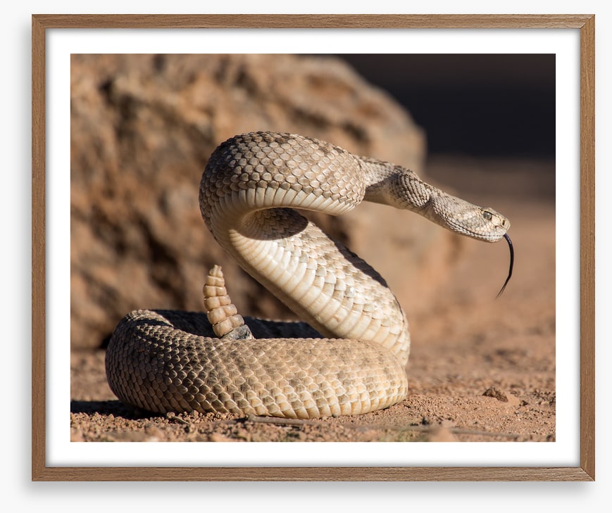 Reptiles / Amphibian